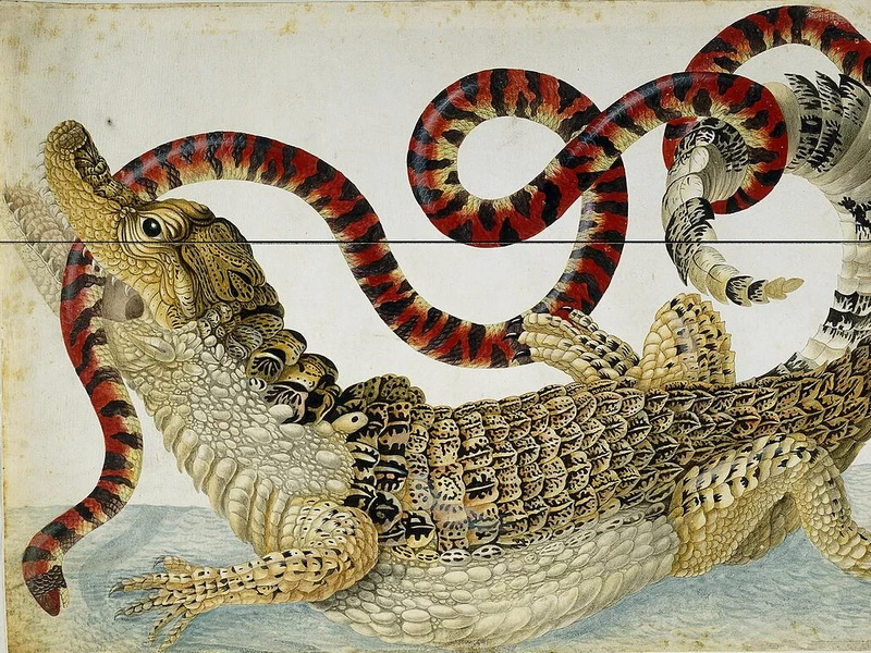 1678-Dorothea Maria Henriette Graff - Caimano che lotta con un serpente rosso e nero